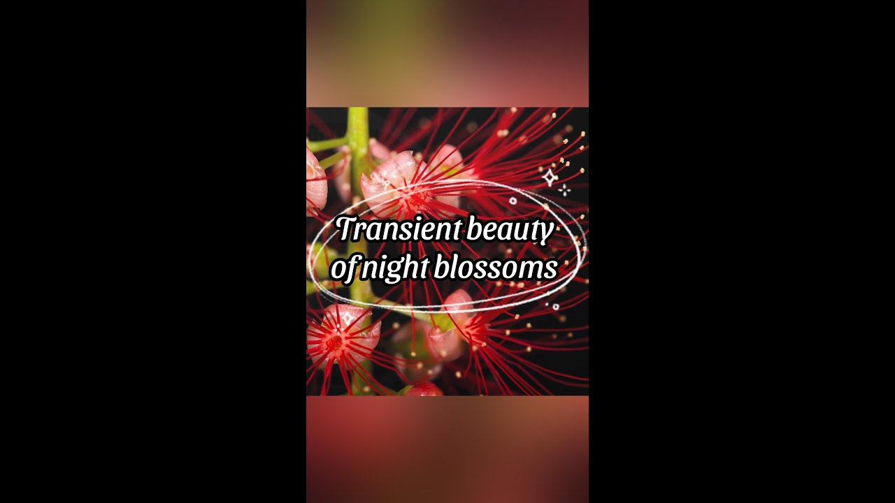 Transient beauty of night blossoms