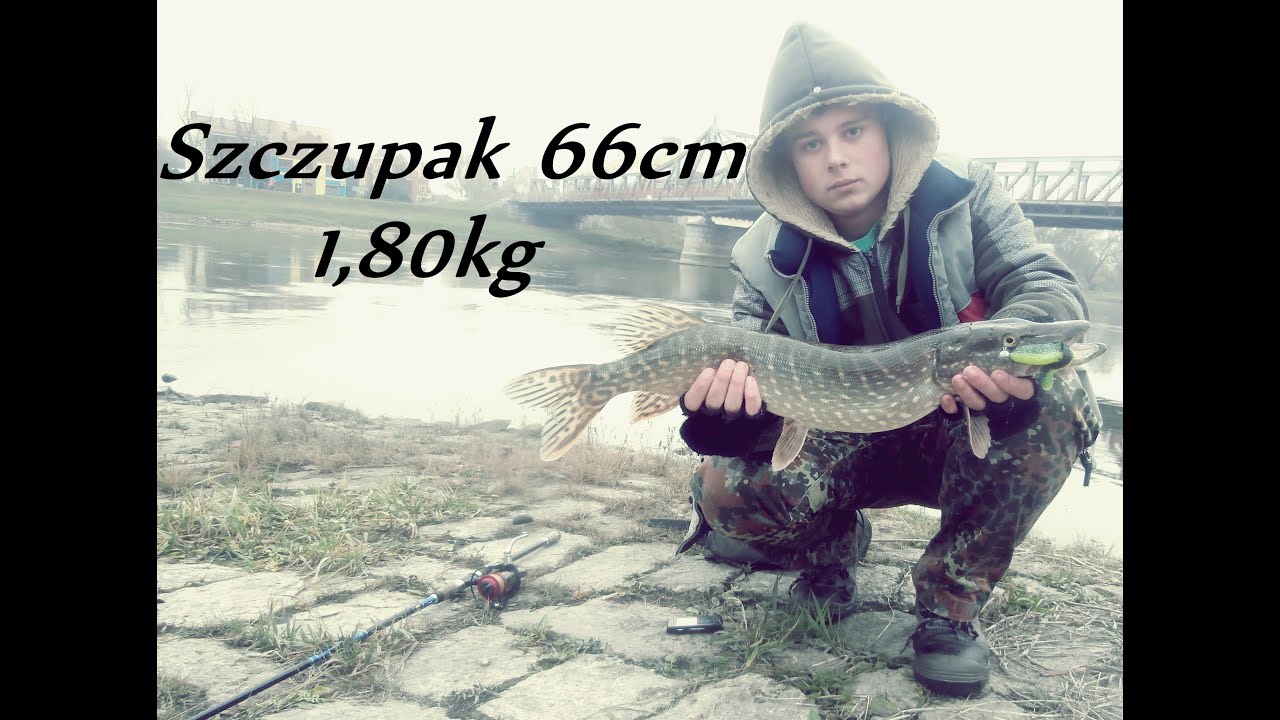 Odrzańskie spinningowanie: Szczupak 66cm