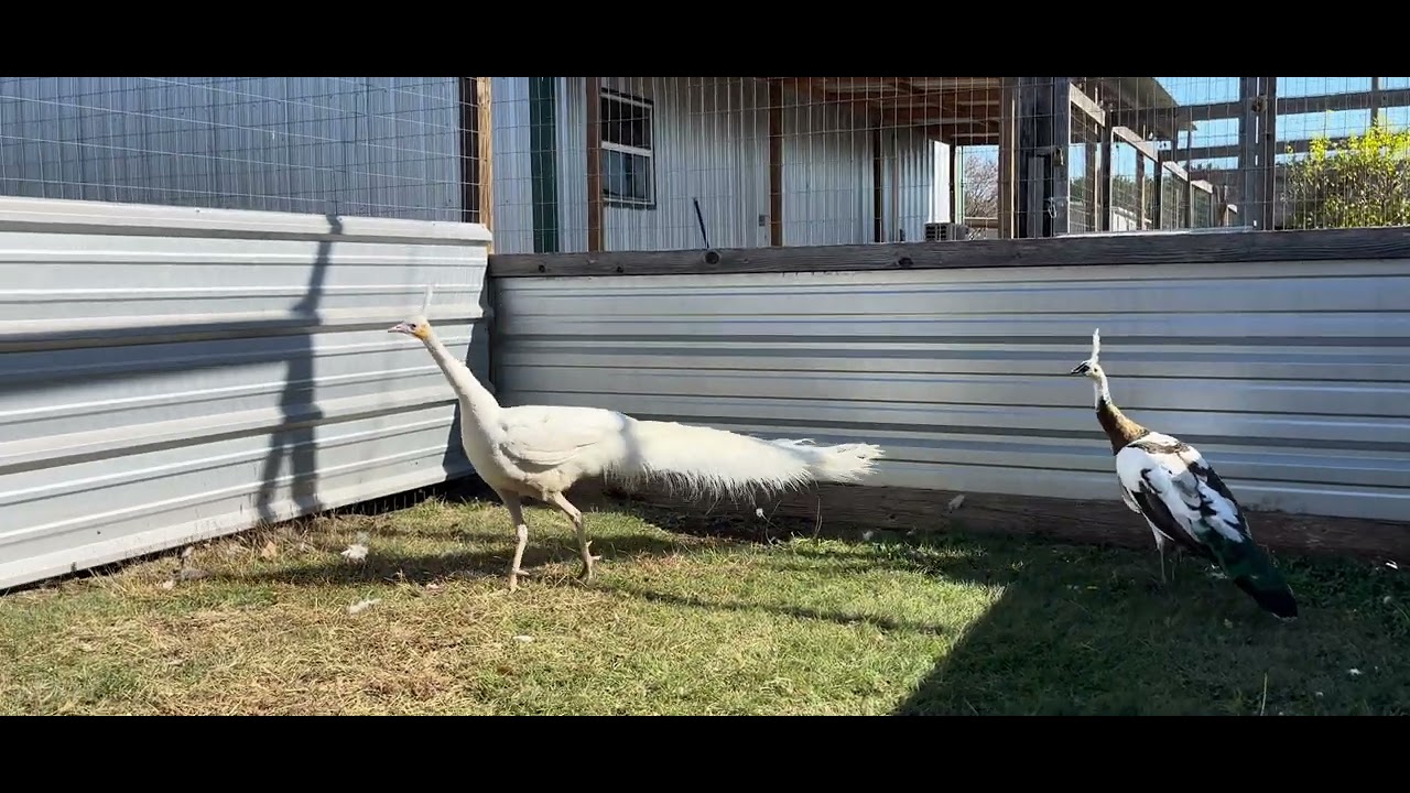 Spalding White #3 and Spalding Pied hens, Bob’s Green Peafowl 18 Dec 2025