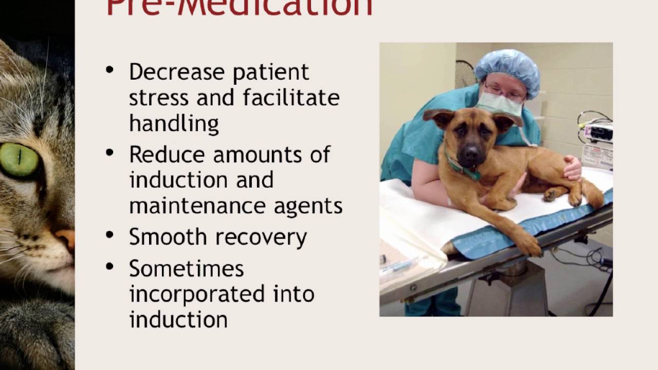 HQHVSN Anesthesia: Updates Revised ASV Guidelines, Protocols - conference recording