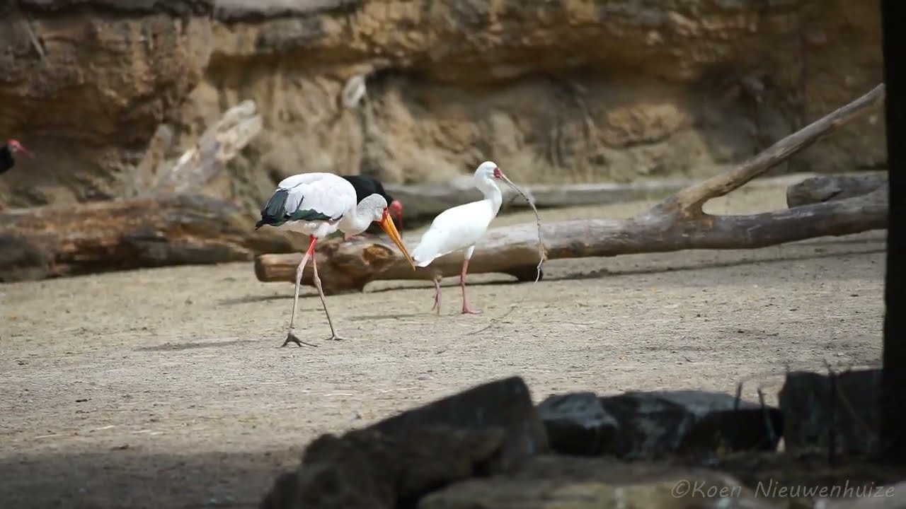 Nimmerzat pakt tak af van lepelaar | Yellow-billed stork takes branch from spoonbill
