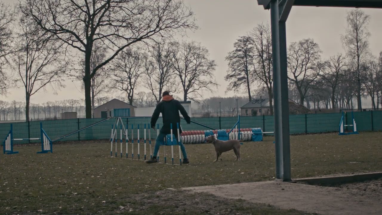 Pitbull Attempts Agility Course!