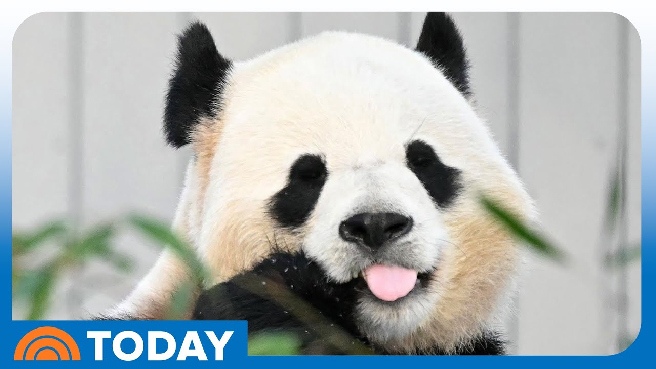 Giant panda bears make their long-awaited debut at National Zoo