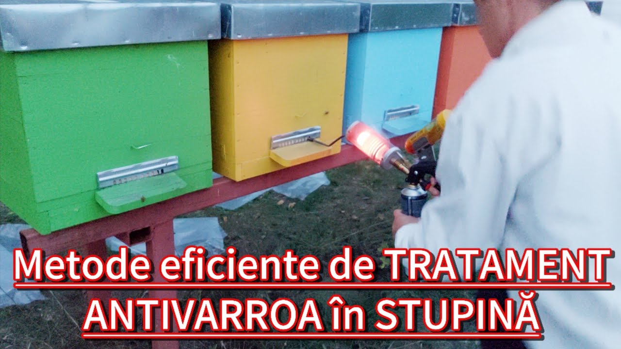 Trei metode eficiente de TRATAMENT ANTIVARROA la ALBINE 💉🐝👌