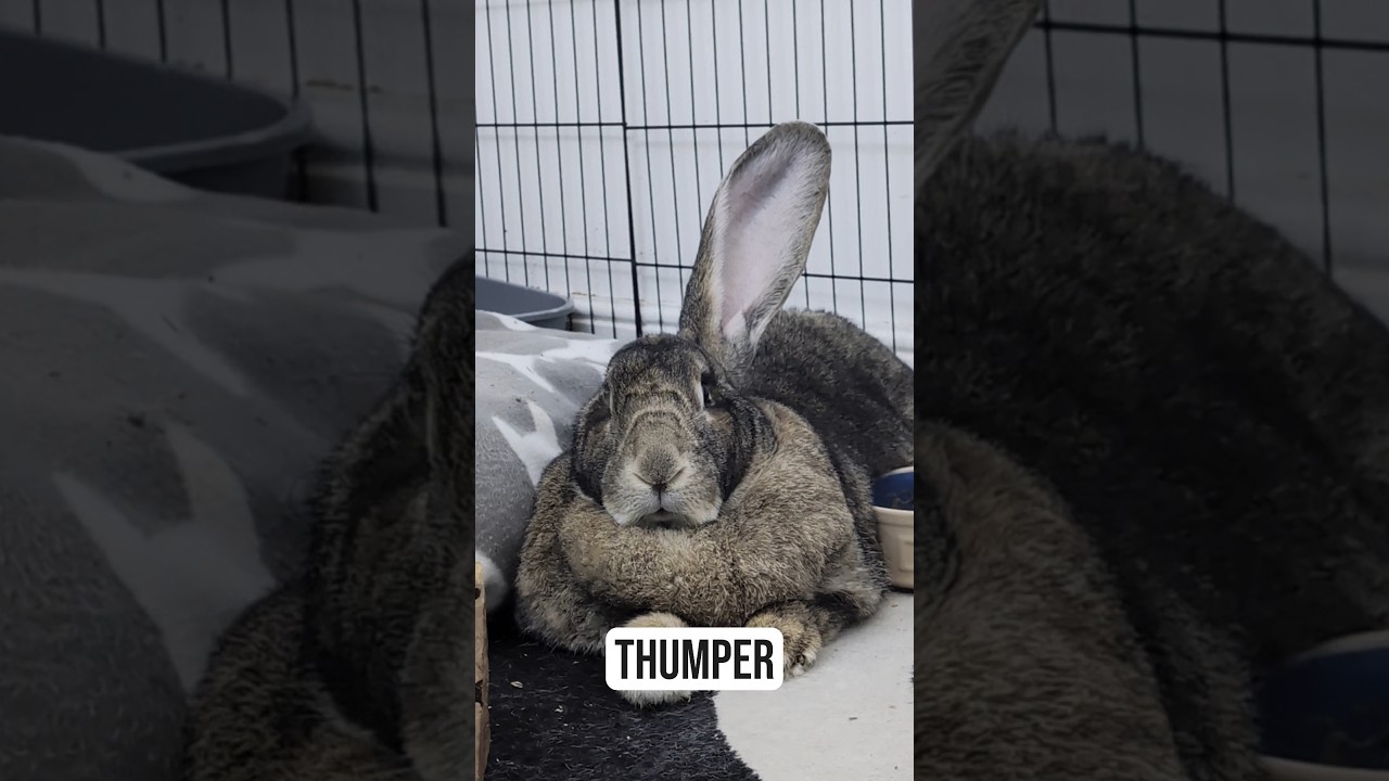 Flemish Giant Rabbit Recognises His Own Name