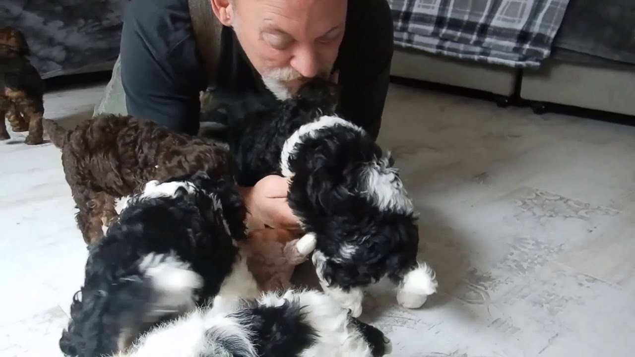 Take a Chance Puppies