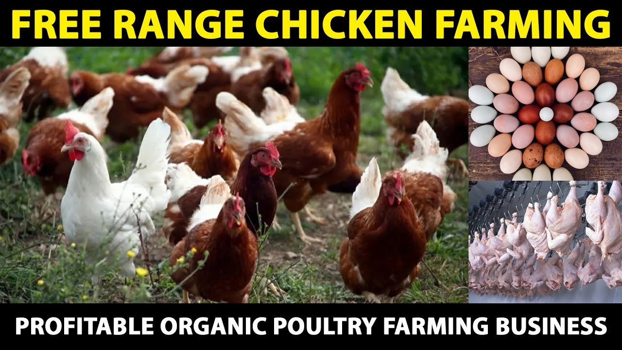 Free range CHICKEN Farming | Organic Poultry Farming Business for Eggs and Meat