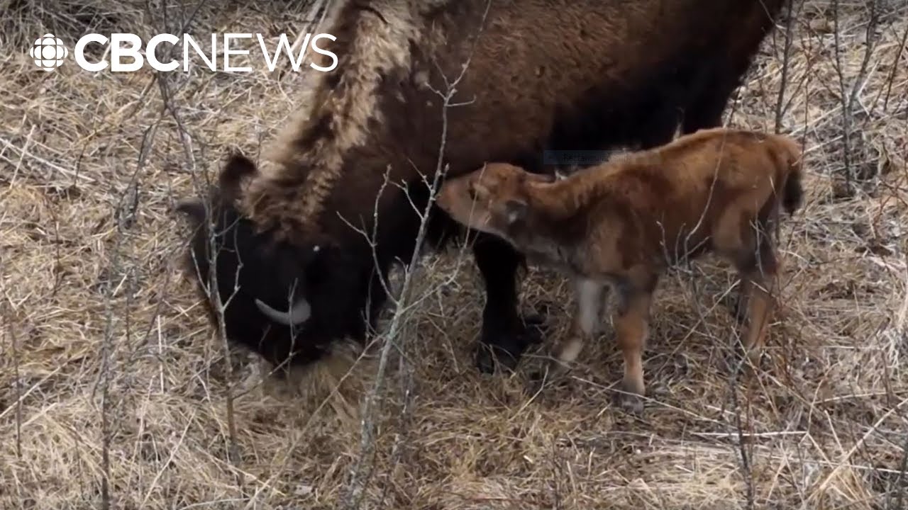 Baby bison roaming Brokenhead Ojibway Nation for 1st time in decades