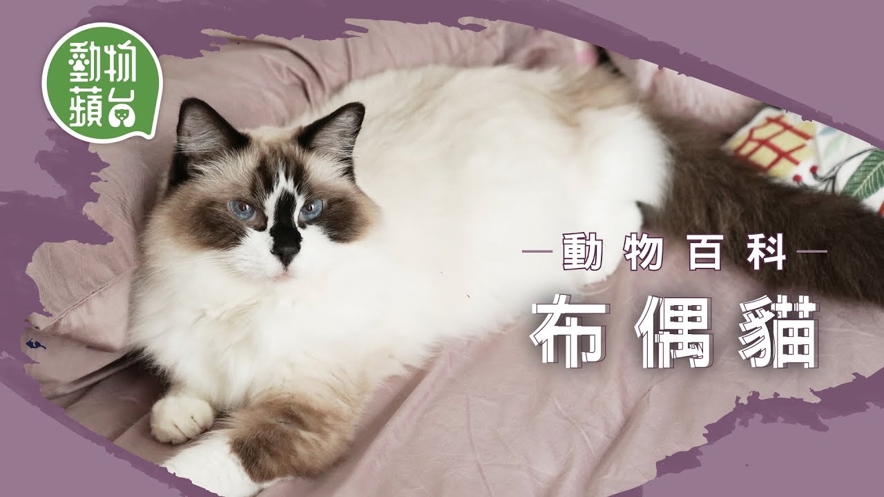 布偶貓｜貓如其名軟綿綿如玩偶 易患腹膜炎注意4大病徵
