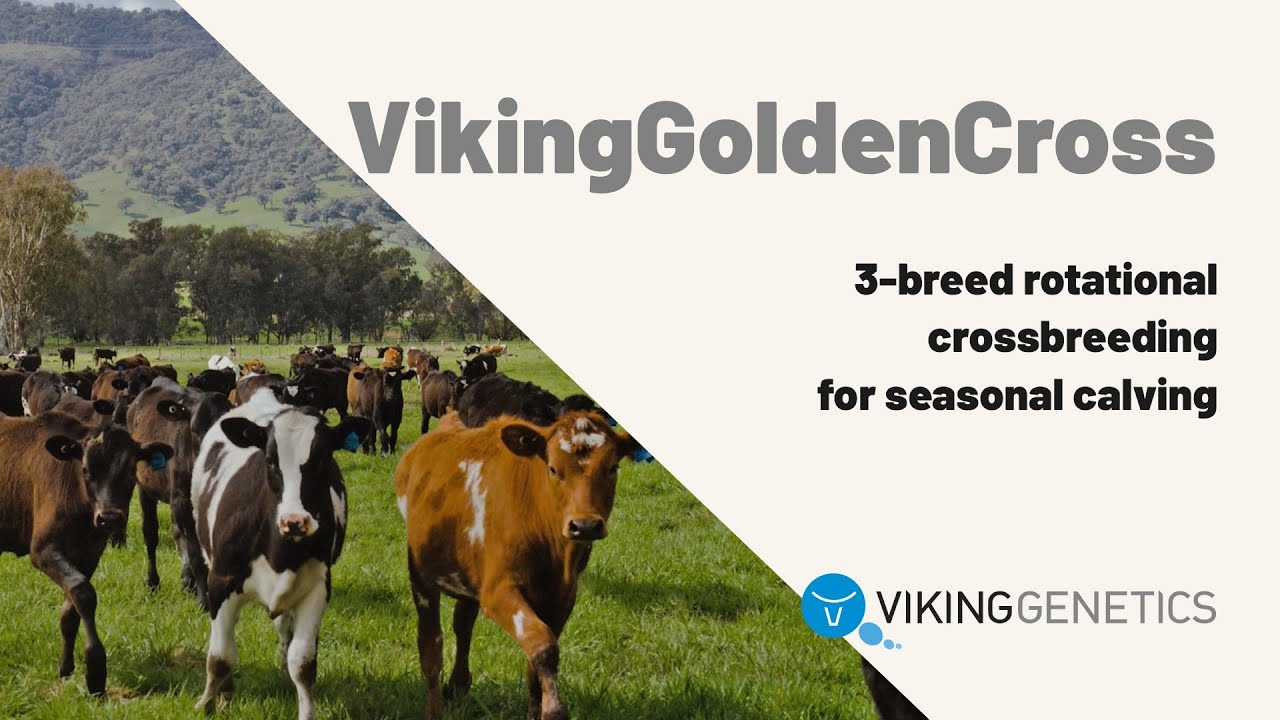 VikingGoldenCross – Crossbreeding for seasonal calving