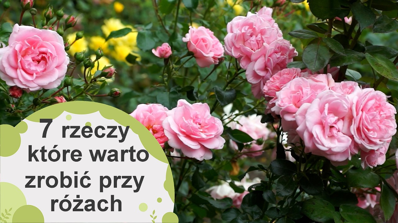 R&oacute;że 🌹 7 rzeczy, kt&oacute;re warto zrobić przy r&oacute;żach na początku lata.