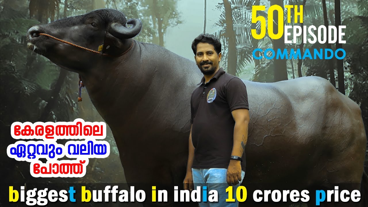 EP-50 Commando bull | On off the biggest buffalo in india | Kerala  | Murrah #kerala_round_up