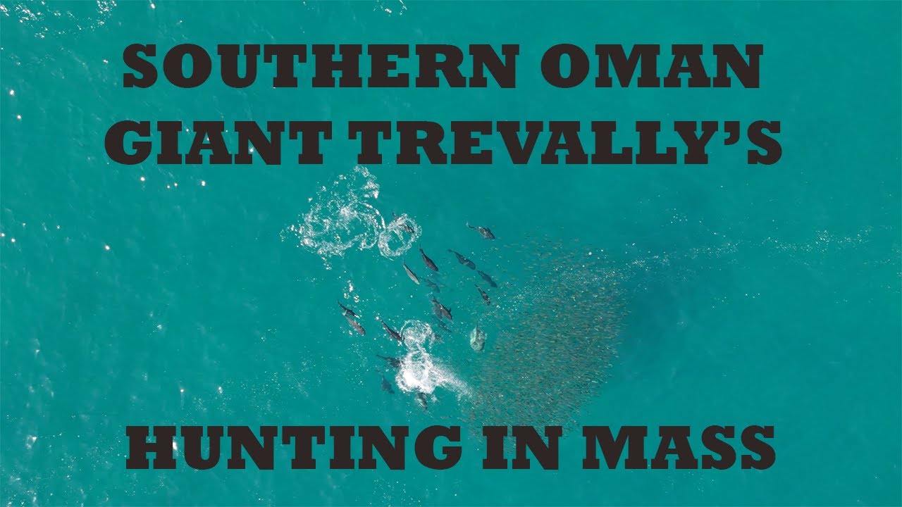 Southern Oman Giant Trevally's (GT's) hunting in mass along the coastline.