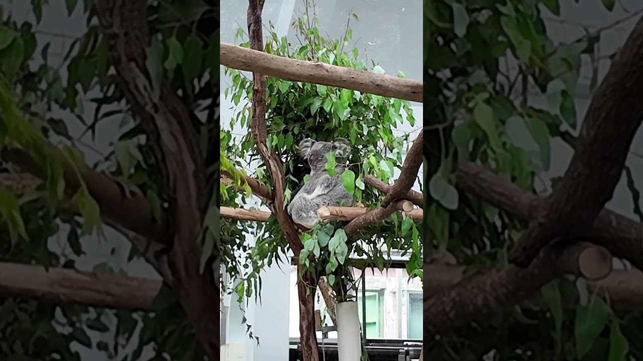 Taipei zoo + Gondola experience! 