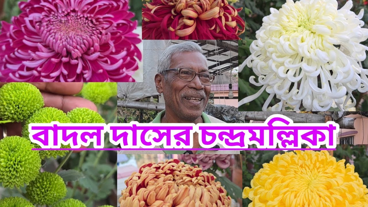 বাদল দাসের চন্দ্রমল্লিকা||Chrysanthemum Of Badal Das||Shree Sanjiban||