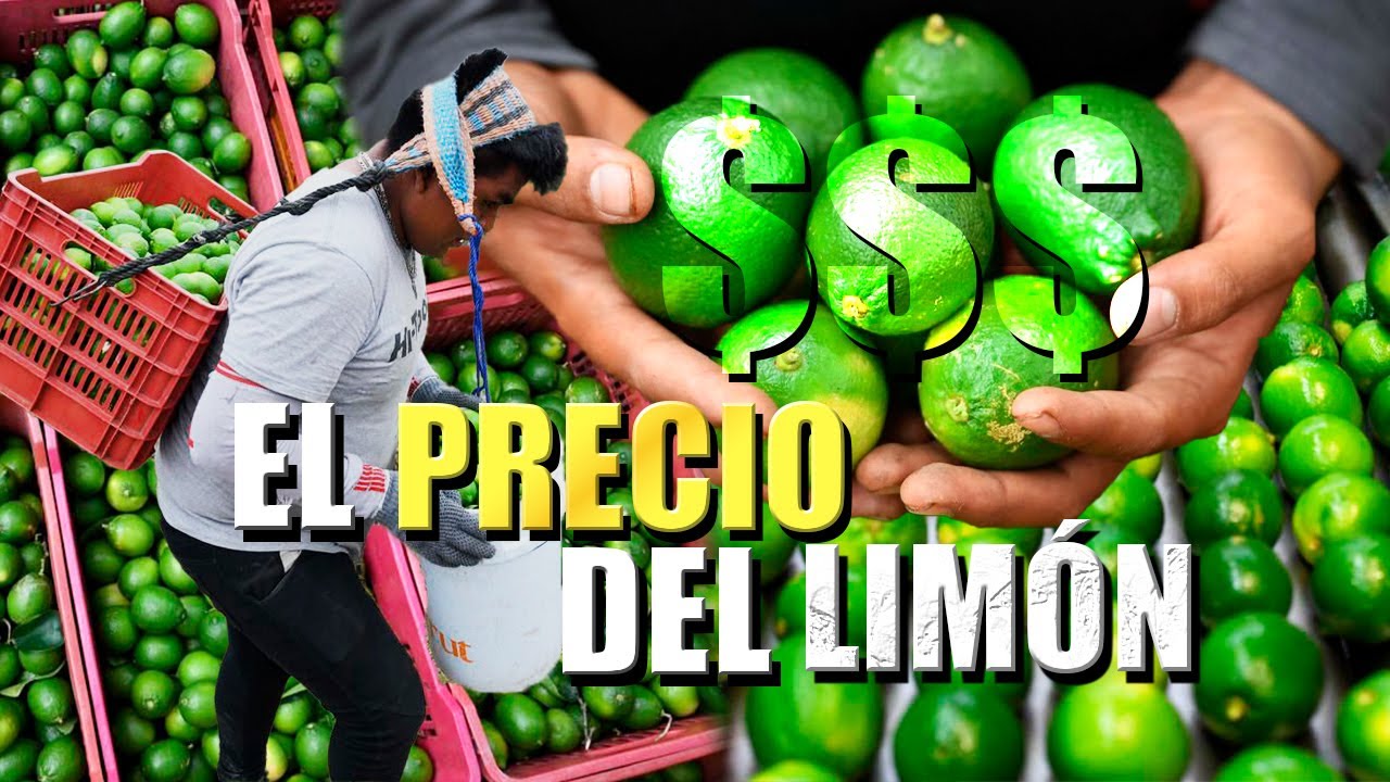 LIMA O LIMÓN PERSA El agrio sabor con dulces ganancias México mayor productor en el mundo