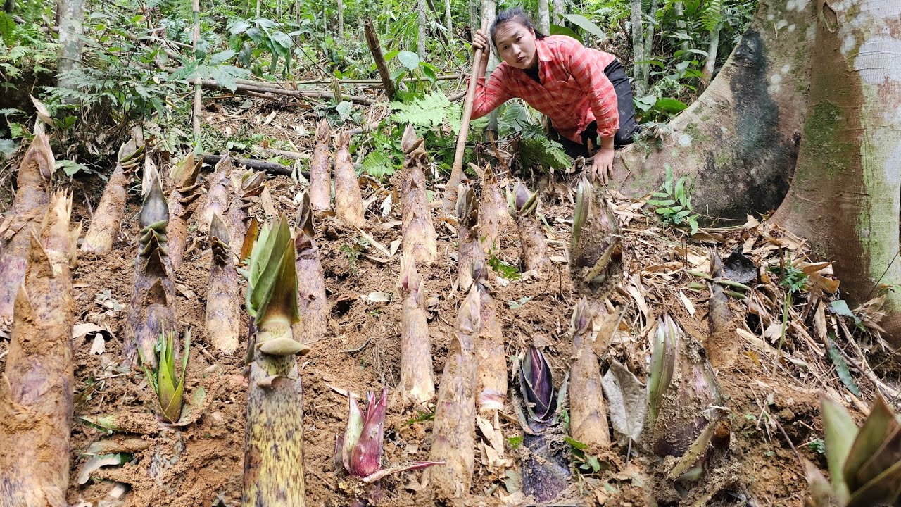 Harvesting giant bamboo shoots on the mountain to sell, farm | Ly Thi Tam