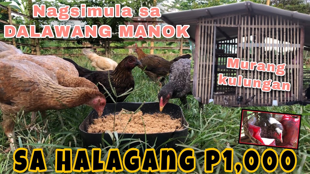 MAGKANO ANG PUHUNAN KO SA PAGMAMANOKAN? | FREE RANGE CHICKEN COSTING | MURANG KULUNGAN | PART 3