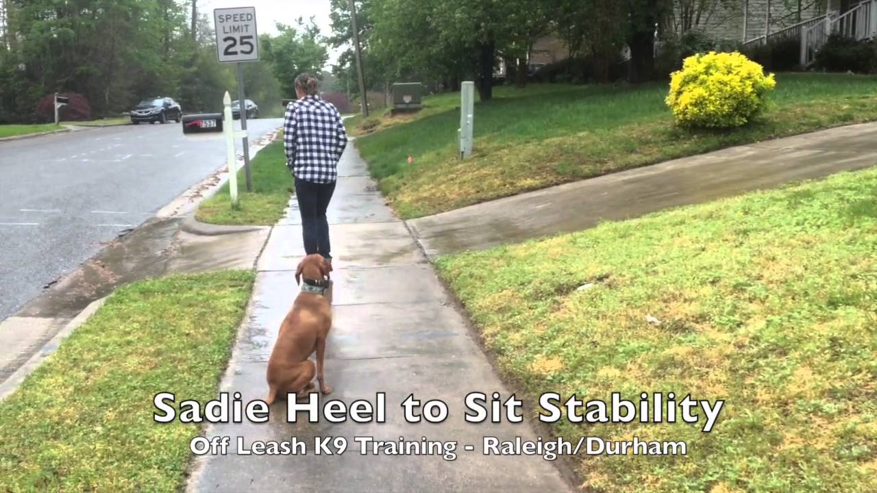 5yo Vizsla 