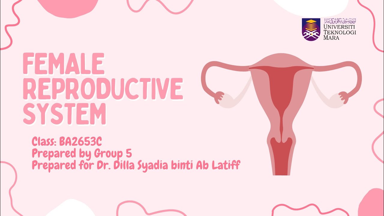 HSM545 VIDEOGRAPHIC: FEMALE REPRODUCTIVE SYSTEM 