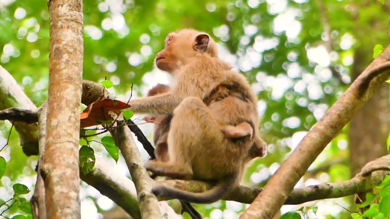 OMG! Rainbow tries to hug and help orphan monkey Tinky after the a.ccident with a motorcycle.🙉😢