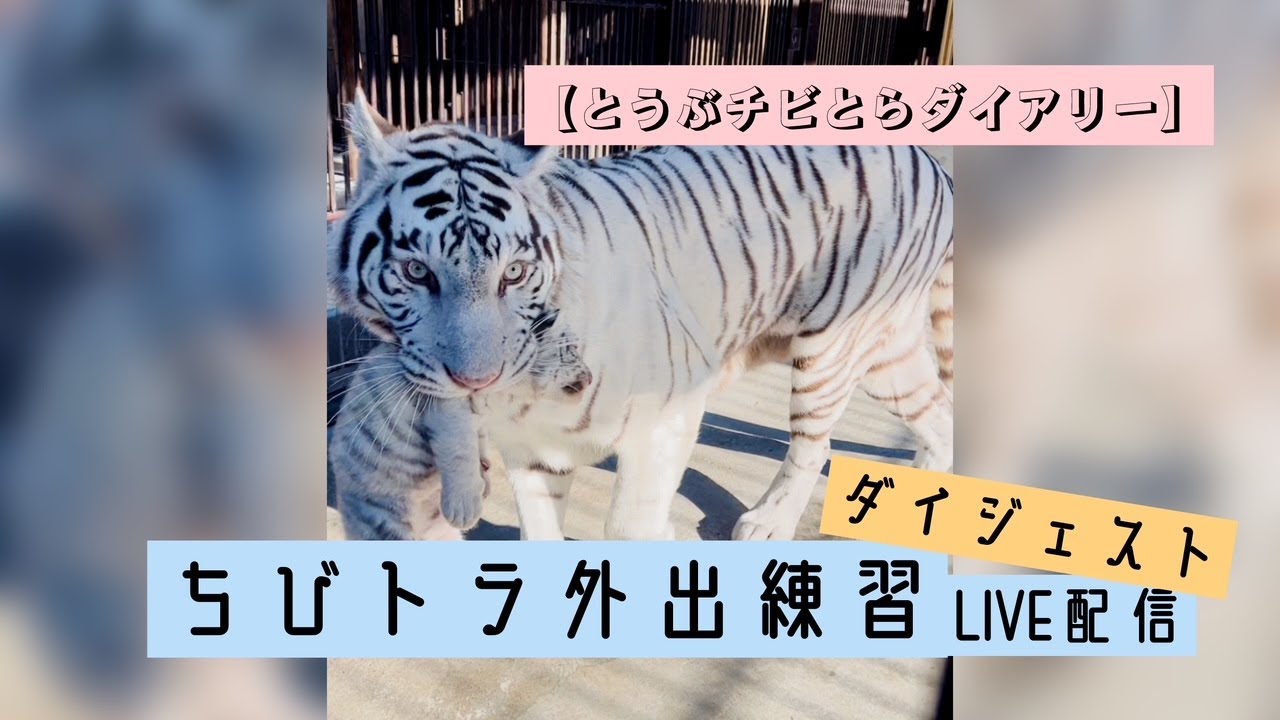 【とうぶチビとらダイアリー】チビとら外出練習LIVE配信ダイジェスト　東武動物公園　公式YouTubeチャンネル
