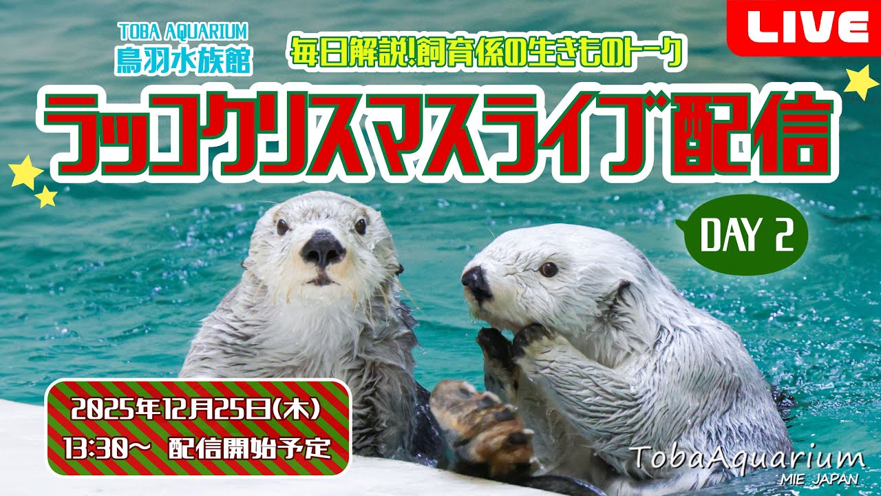 《鳥羽水族館》飼育係の生きものトーク ラッコクリスマスライブ配信【DAY2】
