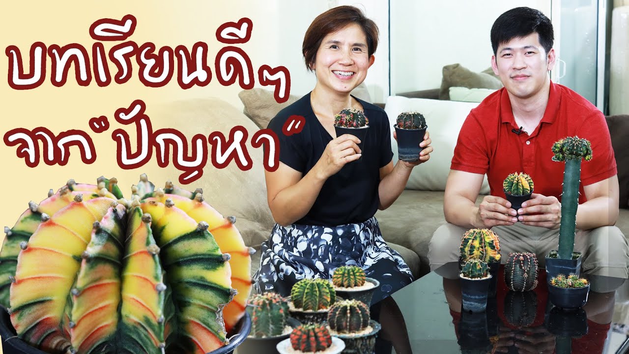 แคคตัสมีปัญหา เพลี้ยแป้ง,รา,ไหม้แดด,เน่า,ฯลฯ **มีทางแก้ | Cactus Journey EP.63