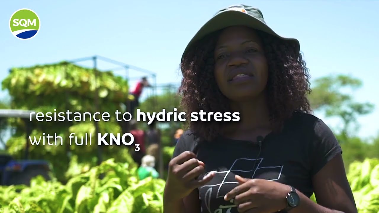 SQM Nutrition - Successful cases, Tobacco - Zimbabwe, Nomsa Matemavi