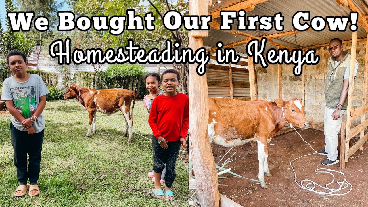We Finally Added a Cow to Our Farm! || Life in Kenya || Vlog || Family || Homesteading