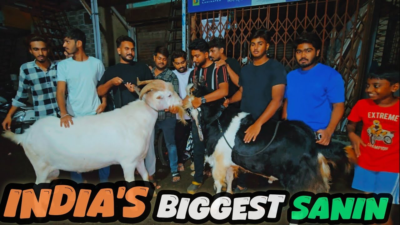 🇮🇳India's Biggest Sanin || LA Exotica Collection Dekho or Shauk Karo || Al Mehtab Goat Farm
