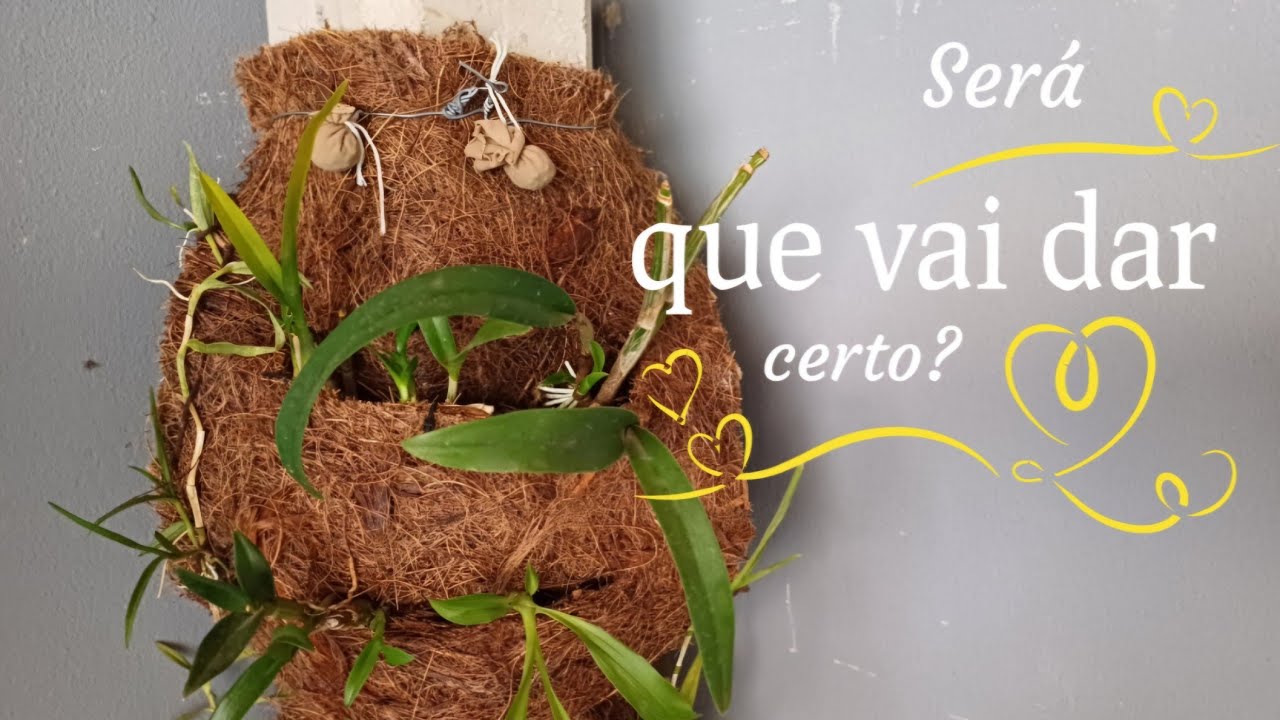 Orquídeas na manta de fibra de como.