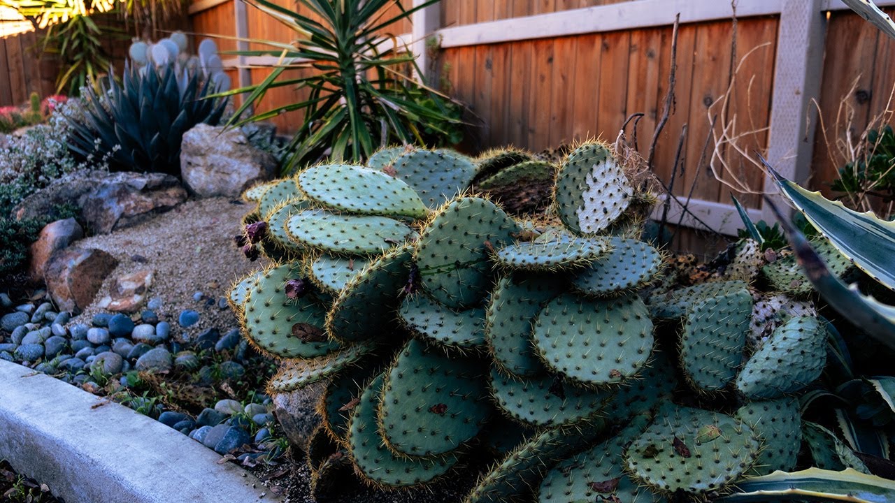 Removing a Dead Prickly Pear Cactus