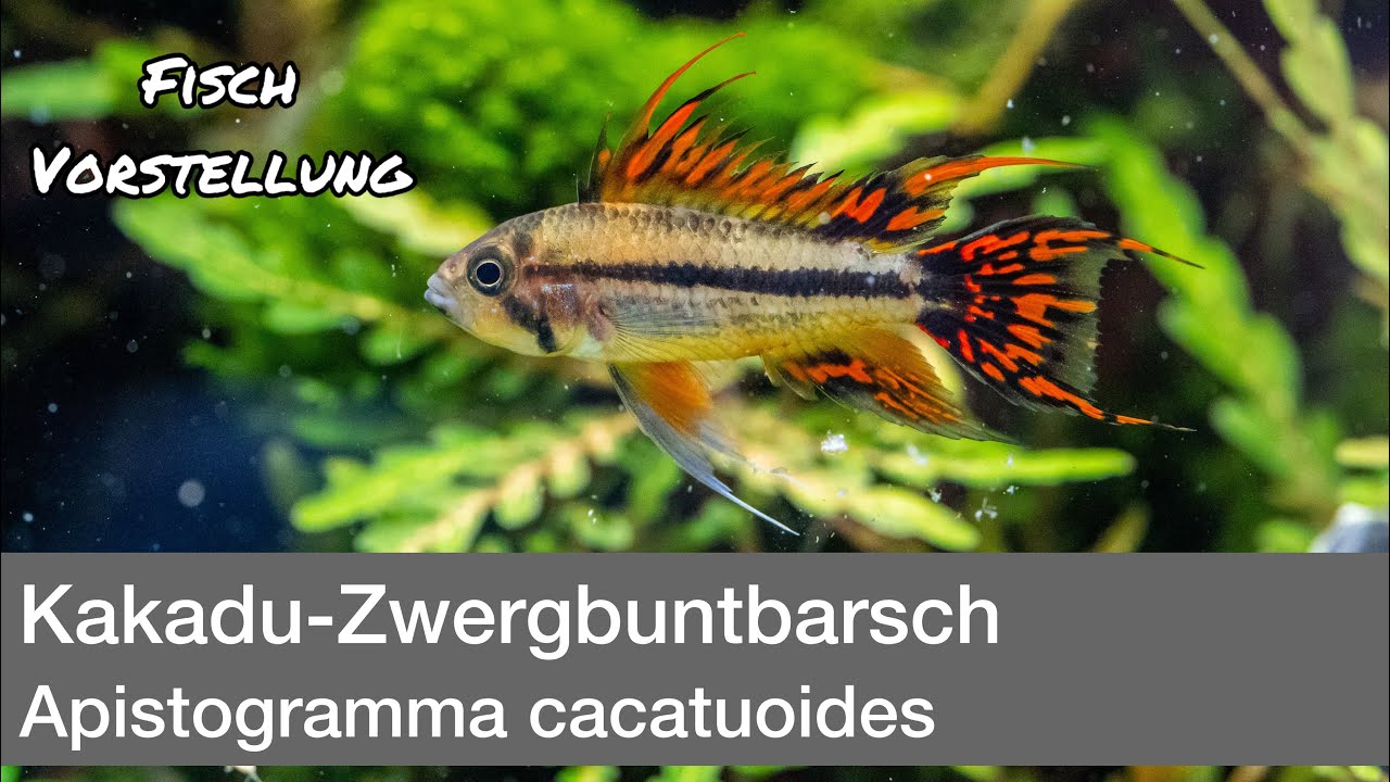 Kakadu-Zwergbuntbarsch (Apistogramma cacatuoides) | Liquid Nature Fisch Vorstellung