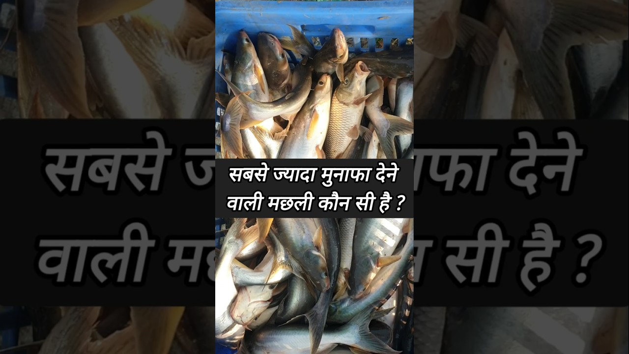 Most Profitable Fish Species in 2026 || Shorts Video 🔥|| Fish Farming Business 🐟