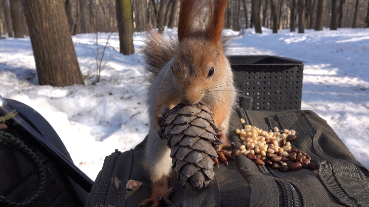 Замечательная белка / Wonderful squirrel