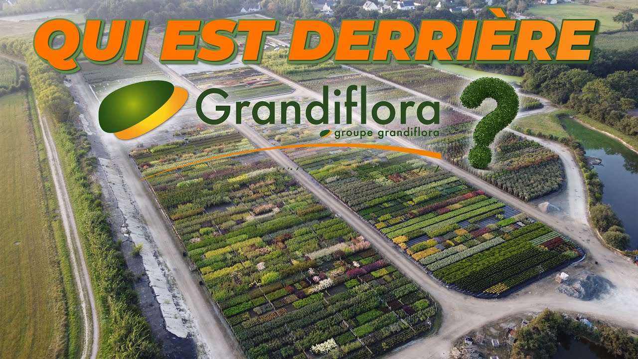 QUI EST DERRI&Egrave;RE GRANDIFLORA ?