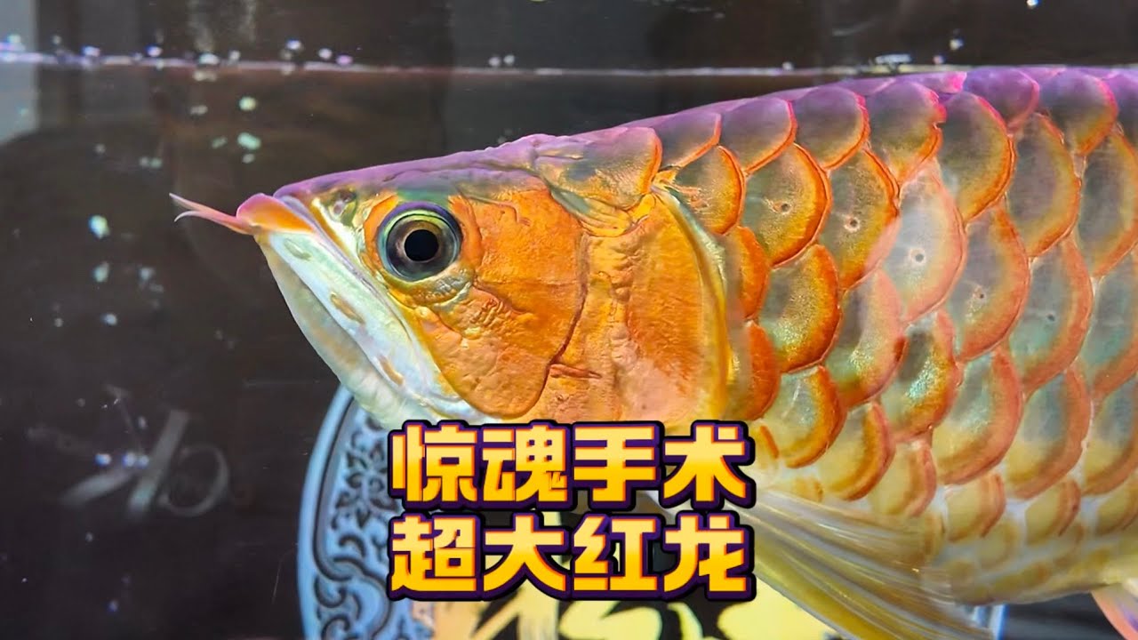 超级惊险手术超大红龙鱼，接着上期阿捷出发东莞送龙鱼，深圳美容。这次的超大红龙美容真的非常惊险刺激！