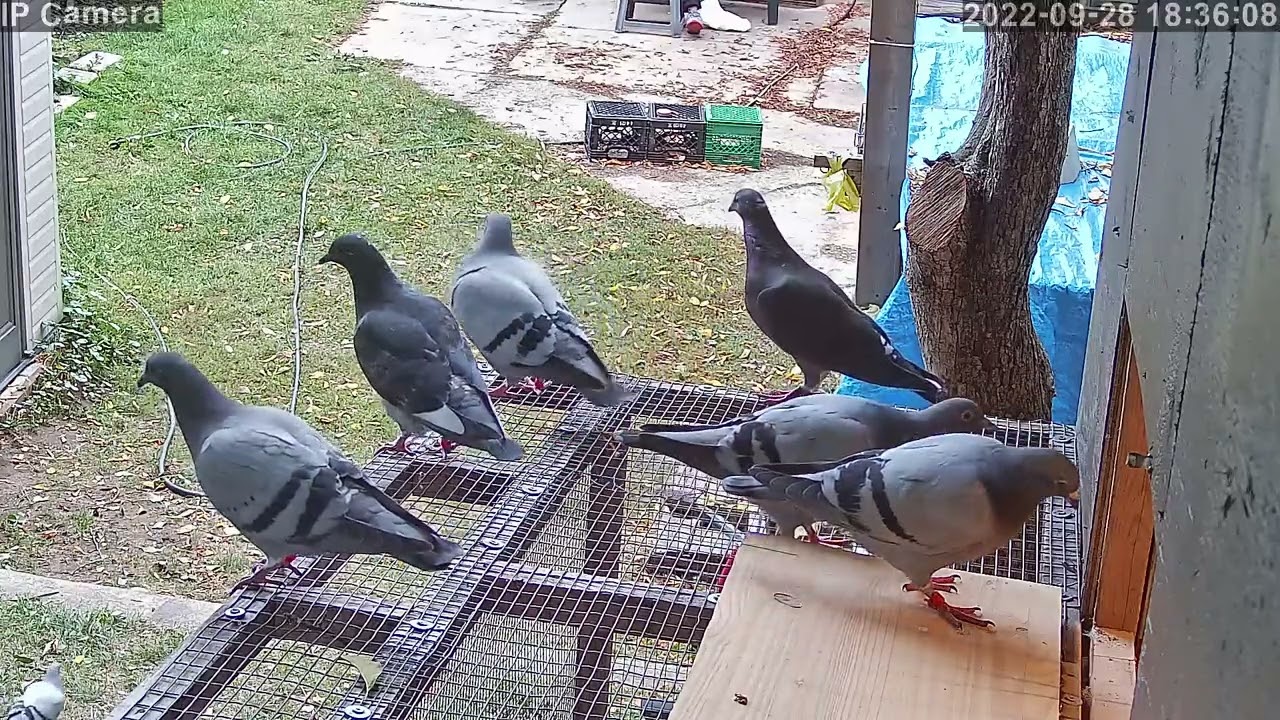 Good day of Young birds  | Racing Homer Pigeon