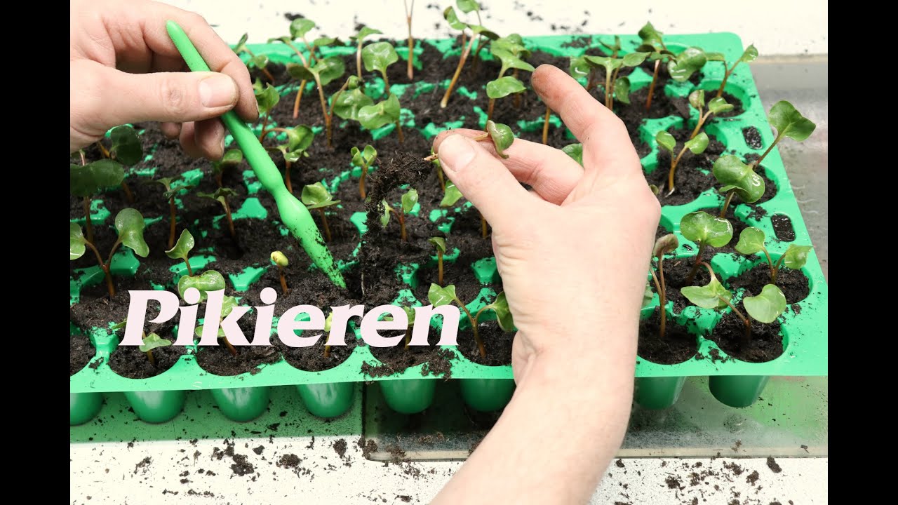 Das Pikieren der Balkonblumen