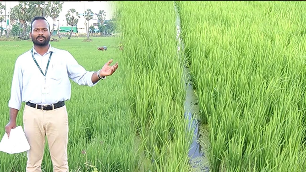 நெல் பயிர்களை தாக்கும் பூச்சிகள் மற்றும் தடுக்கும் முறைகள்...| மலரும் பூமி