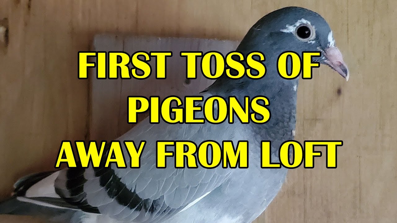 First toss of pigeons away from loft