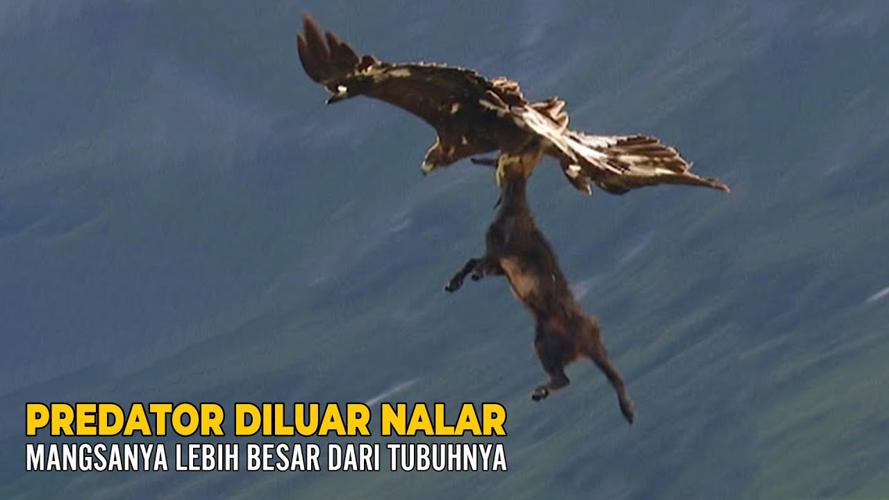 Elang Emas Predator Diluar Nalar Mangsanya Bisa Lebih Besar Dari Tubuhnya