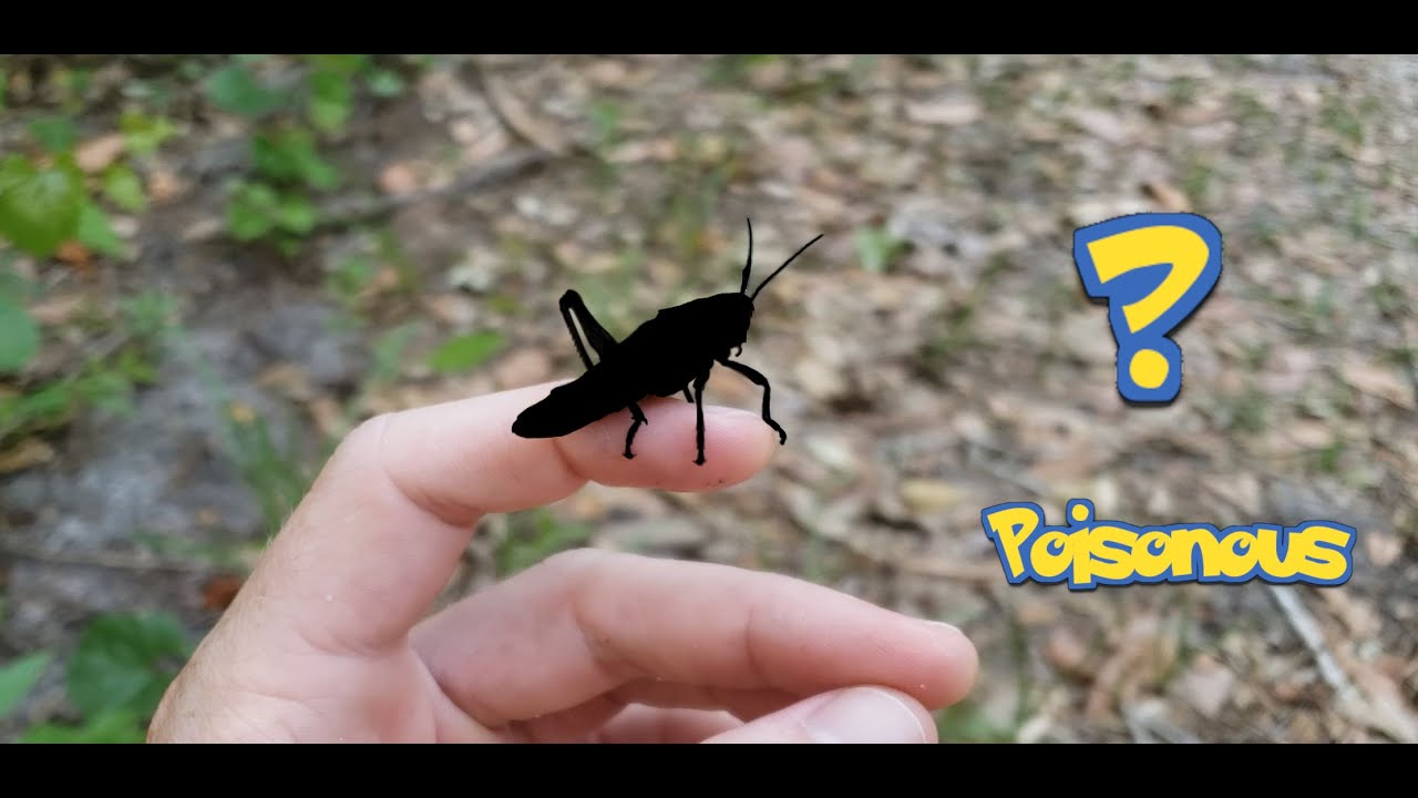 What is this poisonous creature!? - Herping Adventure