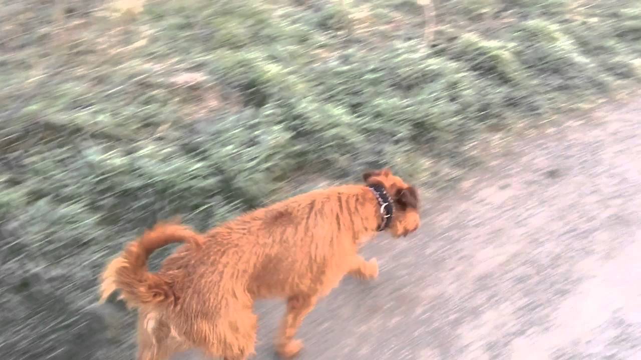 Irish Terrier Walk