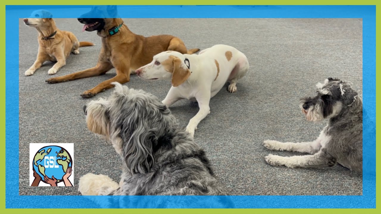 Rochester’s Summit K9 Redefines the 