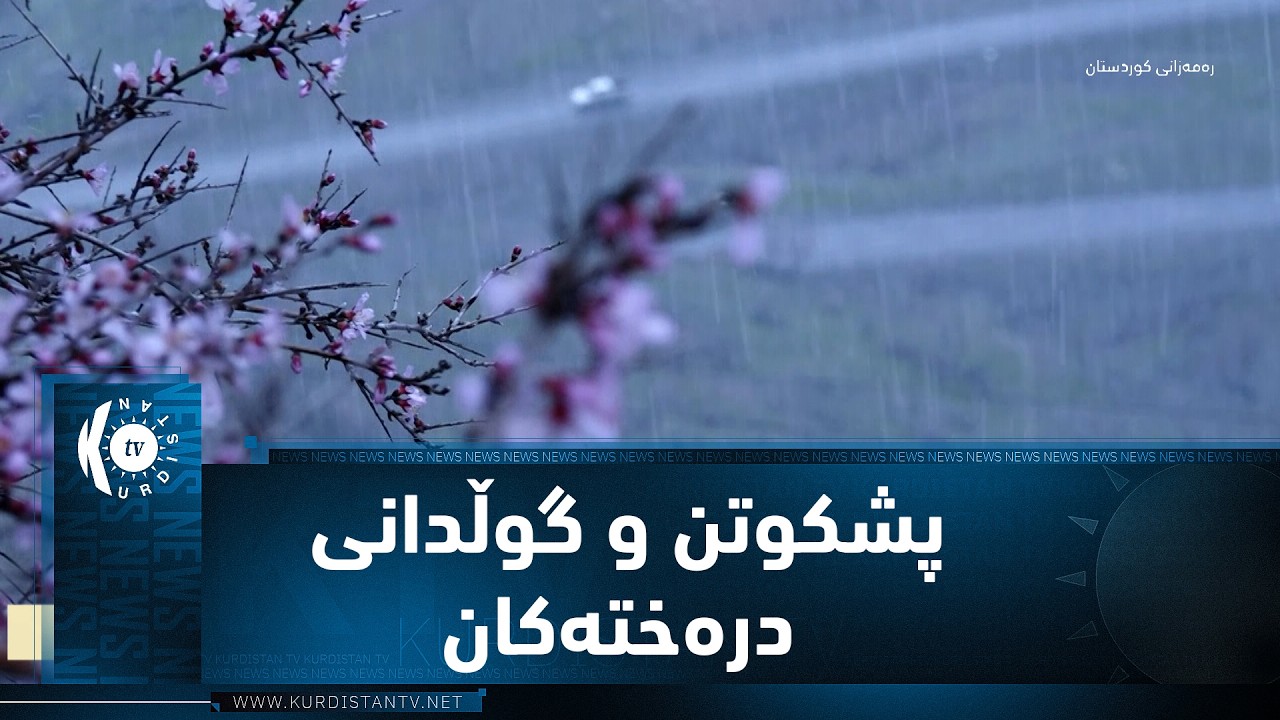 سیدەکان.. پشکوتن و گوڵدانی درەختەکان لە زستاندا تابلۆیەکی ناوازەی بە سروشتی دەڤەرەکە بەخشیوە