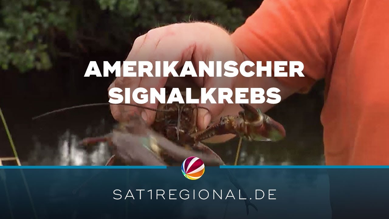 Invasiver amerikanischer Signalkrebs stellt &Ouml;kosystem in der &Ouml;rtze auf den Kopf