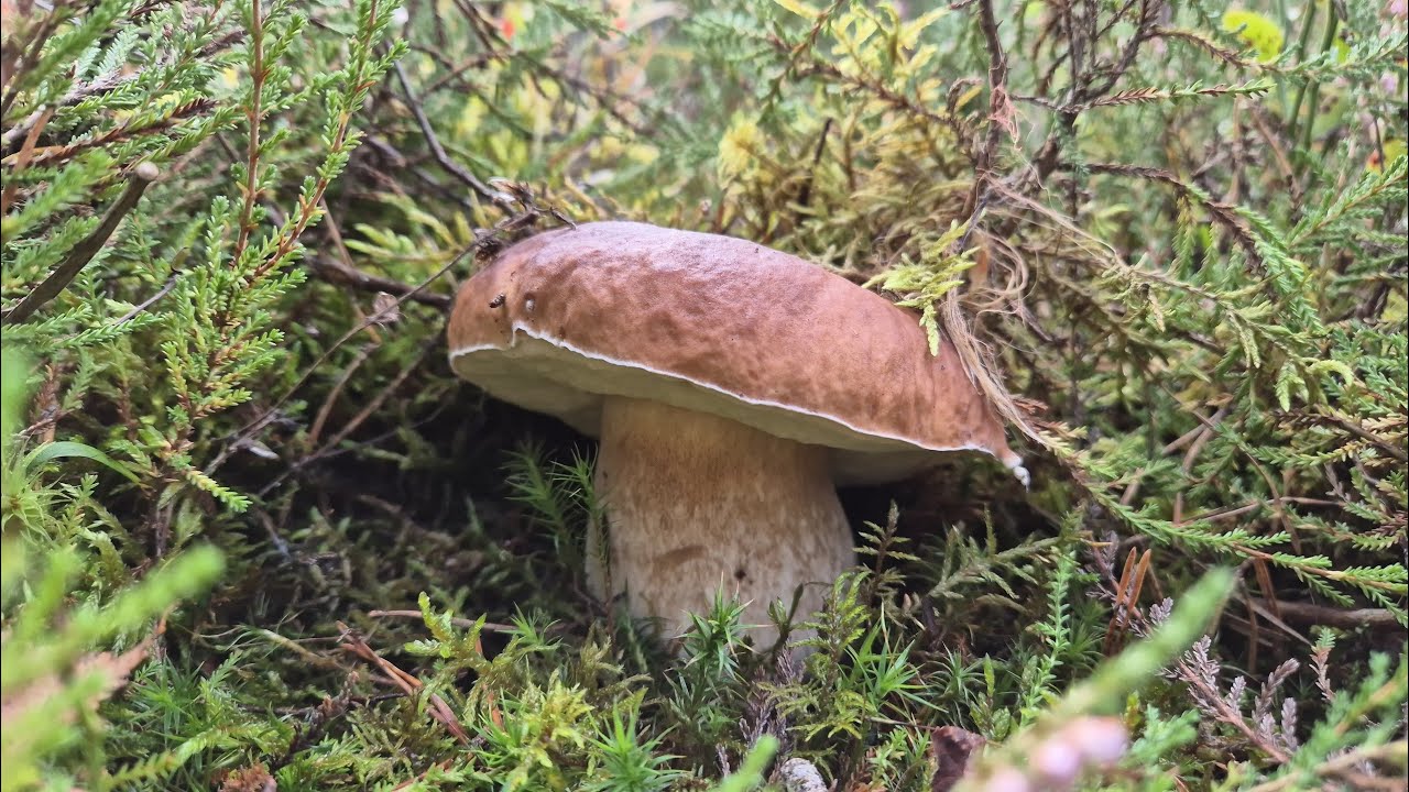 SZOK😮😮🍄 TYLE PRAWDZIWKÓW JESZCZE W ŻYCIU NIE WIDZIAŁEM😲 ALEEE WYSYP🍄GRZYBY🍄GRZYBOBRANIE 2025🍄 ODC4/4