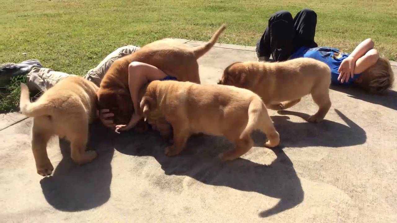 Dogue de Bordeaux Pups 8 weeks old